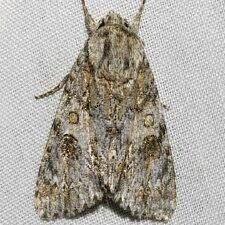 Acronicta rubricoma