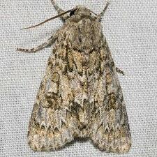 Acronicta rubricoma