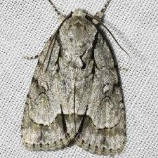 Acronicta vinnula