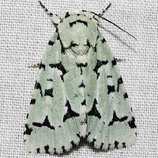 Acronicta fallax