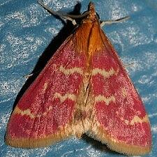 Pyrausta signatalis