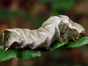 Melanchra adjuncta