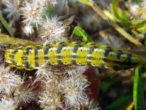 Schinia nundina