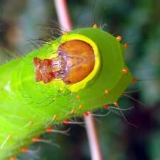 Antheraea polyphemus