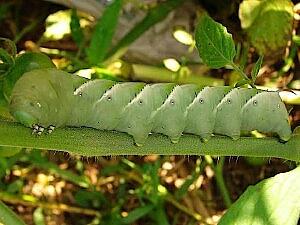 Manduca sexta