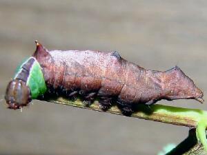 Coelodasys unicornis