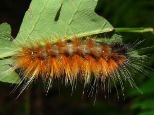 Spilosoma virginica