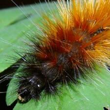 Spilosoma virginica