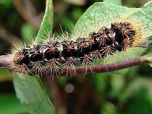 Acronicta oblinita