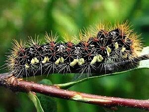 Acronicta oblinita