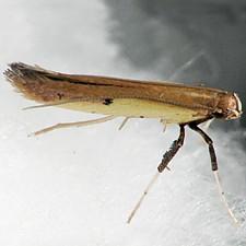 Caloptilia violacella