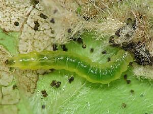 Caloptilia violacella