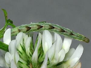 Eupithecia miserulata