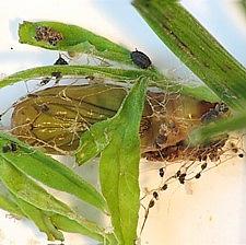 Eupithecia miserulata