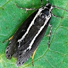 Ethmia albistrigella