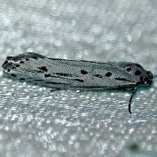 Ethmia monticola