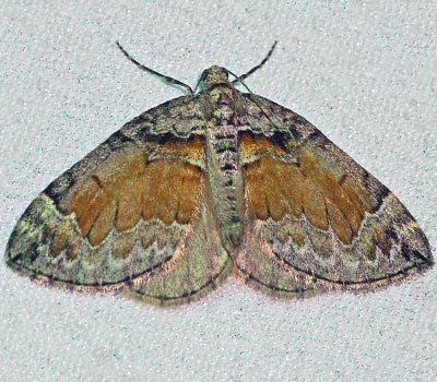 Dysstroma formosa