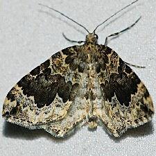 Antepirrhoe semiatrata