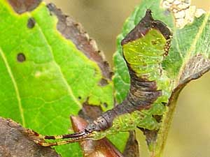 Furcula cinerea