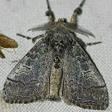 Dasychira vagans