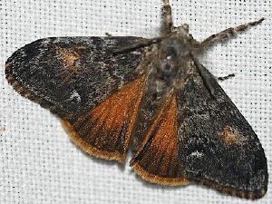 Orgyia pseudotsugata