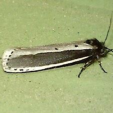 Ethmia monachella