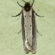 Ethmia monachella