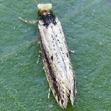 Tinea apicimaculella