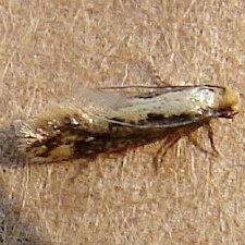 Tinea mandarinella