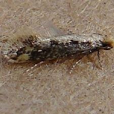 Tinea mandarinella