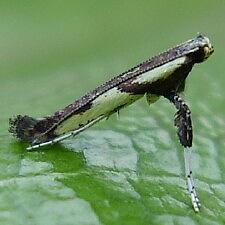 Caloptilia blandella