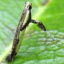 Caloptilia blandella