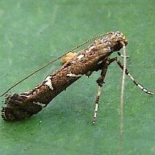 Caloptilia triadicae