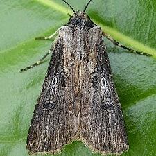 Agrotis apicalis