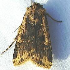 Feltia subterranea