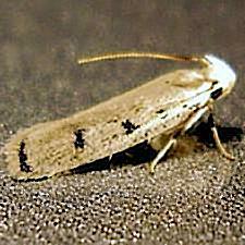 Glyphidocera lactiflosella