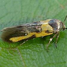 Euclemensia bassettella