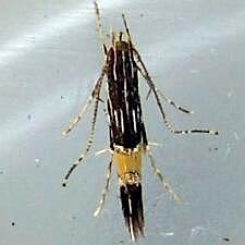 Cosmopterix clemensella