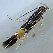 Cosmopterix clemensella