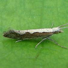 Plutella xylostella