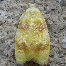 Acleris semipurpurana