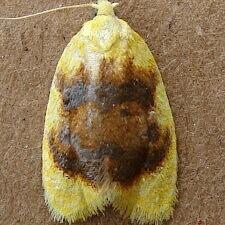 Acleris semipurpurana