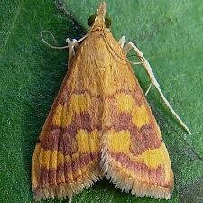 Pyrausta phoenicealis