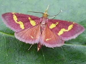 Pyrausta tyralis