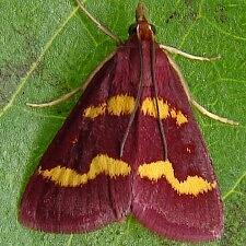 Pyrausta tyralis