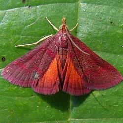 Pyrausta tyralis