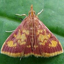 Pyrausta acrionalis