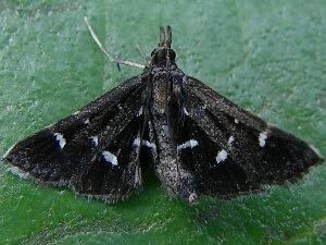 Diasemiodes nigralis