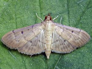 Herpetogramma bipunctalis