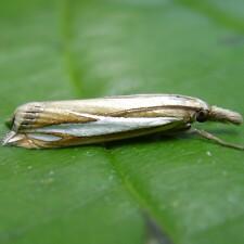 Crambus satrapellus